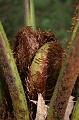Tree fern croziers, Pirianda Gardens IMG_7234